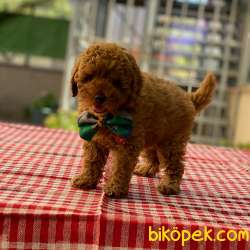3 Aylık Toy Poodle Bebekler 5