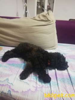 3 Aylık Toy Poodle+eşyalar 2