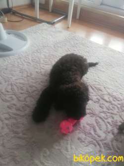 3 Aylık Toy Poodle+eşyalar 1