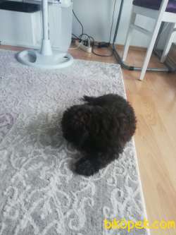 3 Aylık Toy Poodle+eşyalar 3