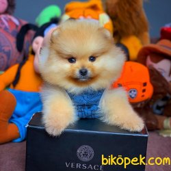 3 Aylık Tuvalet Eğitimli Pomeranian Yavrularımızdan 2