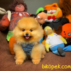 3 Aylık Tuvalet Eğitimli Pomeranian Yavrularımızdan 1
