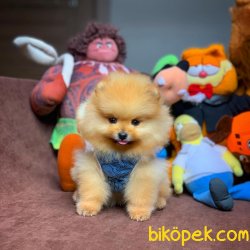 3 Aylık Tuvalet Eğitimli Pomeranian Yavrularımızdan 3