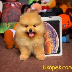3 Aylık Tuvalet Eğitimli Pomeranian Yavrularımızdan 5
