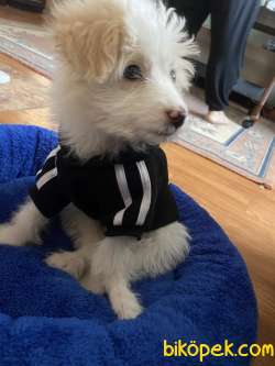 3 Aylık Yavru Maltese Terrier 1