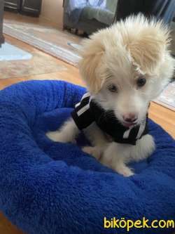 3 Aylık Yavru Maltese Terrier 3