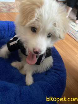 3 Aylık Yavru Maltese Terrier 2