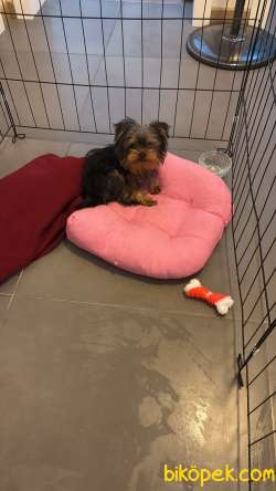 3 Aylık Yorkshire Terier Erkek