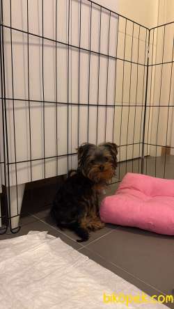 3 Aylık Yorkshire Terier Erkek 3