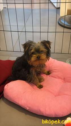 3 Aylık Yorkshire Terier Erkek 2