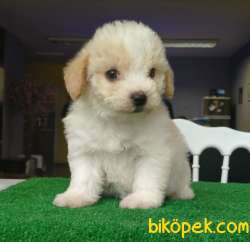 3 Kardeş ERKEK MALTİPOO BEBEKLERİM 4