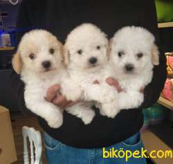 3 Kardeş ERKEK MALTİPOO BEBEKLERİM 1
