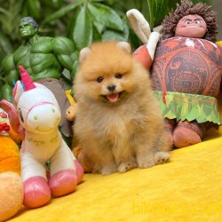 3 Kat Tüy Yapısına Sahip PomeranianBoo Kızımız 2