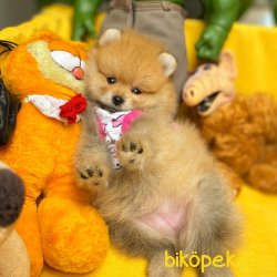 3 Kat Tüy Yapısına Sahip PomeranianBoo Kızımız 1