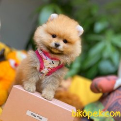 3 Kat Tüy Yapısına Sahip PomeranianBoo Kızımız 4