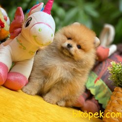 3 Kat Tüy Yapısına Sahip PomeranianBoo Kızımız 3