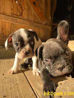 3 Temmuz Doğumlu Erkek Yavrularım-french Bulldog 2