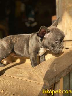 3 Temmuz Doğumlu Erkek Yavrularım-french Bulldog 1