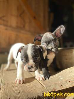 3 Temmuz Doğumlu Erkek Yavrularım-french Bulldog 5