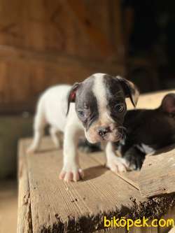 3 Temmuz Doğumlu Erkek Yavrularım-french Bulldog 4