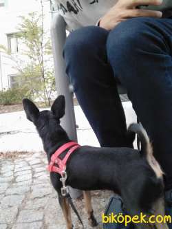 3 Yaşında Pinscher Kız 2