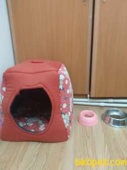 3 Yaşında Pinscher Kız 5
