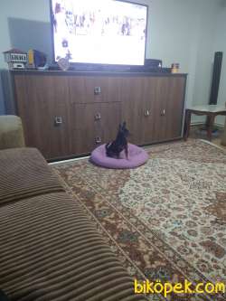 3 Yaşında Pinscher Kız 4