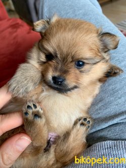 30 Günlük Pomeranian Yavru 3
