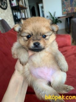 30 Günlük Pomeranian Yavru 1