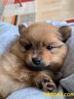 30 Günlük Pomeranian Yavru 2