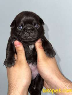 30 Günlük Siyah Pug Yavruları Rezerve Açık
