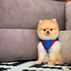 Scr/fcı Sertifikalı Pomeranian Boo Yetişkinlerimizden 4
