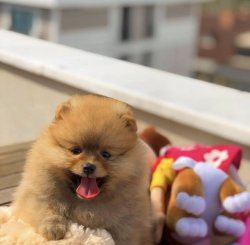 Küt Burun Yapısına Sahip PomeranianBoo Oğlumuz 1