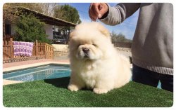 BEYAZ CHOW CHOW BEBEKLERİMİZ AYI SURAT 3