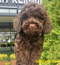 Chocolate Toy Poodle Yavrular 3