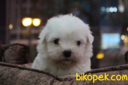 Süper Kalite Tea Cup Maltese Terrier Yavrular Mağazamıda 2