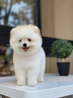 Teddy Face Minyatur Pomeranian Boo Yavrularimiz 1