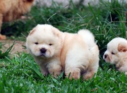 Pofuduk Chow Chow Yavruları 2