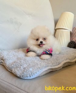Beyaz Boo Pomeranian Yavrular 2