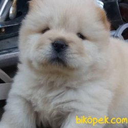 Uyguna Beyaz Chow Chow Yavruları 1