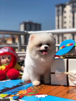 Pomerani̇an Boo 3
