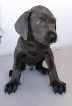 Muhteşem Cane Corso 2