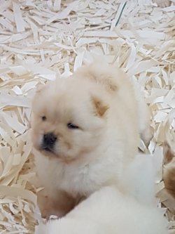 Kalite Ve Güvenin Tek Adresinden CHOW CHOW  Yavrulari 1