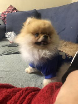 Secereli Dişi Pomeranian Bo 4