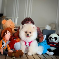 3 Aylık Beyaz PomeranianBoo Yavrumuz 4