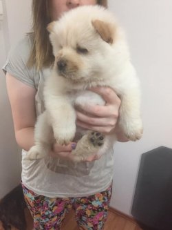 Chow Chow Çi̇n Aslanı Yavrularımız 1