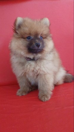 Pomerian Şipitz 2