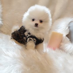 Orjinal Pomeranian Boo Yavrularımız 2