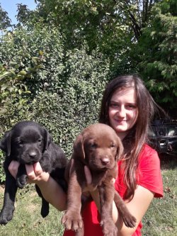 Sevimli Labrador Retriever Yavrularımız 1