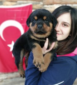 Irk Garantili Rottweiler Yavrularımız 3